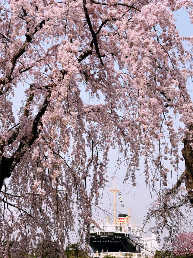 【桜が満開の横浜ニューグランドホテルと氷川丸、山下公園で春を迎えよう】