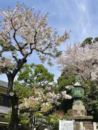 Spring Outing: Cherry Blossoms at Ikegami Honmonji🌸