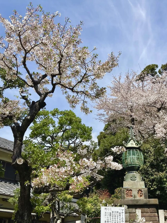 Spring Outing: Cherry Blossoms at Ikegami Honmonji🌸