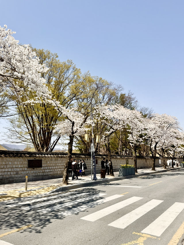 🌸하트 벚꽃 포인트가 있는 대릉원 돌담길🌸