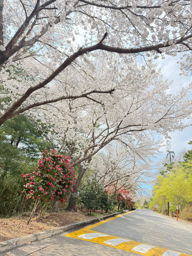 대전 테미공원 벚꽃동산 🌸✨  