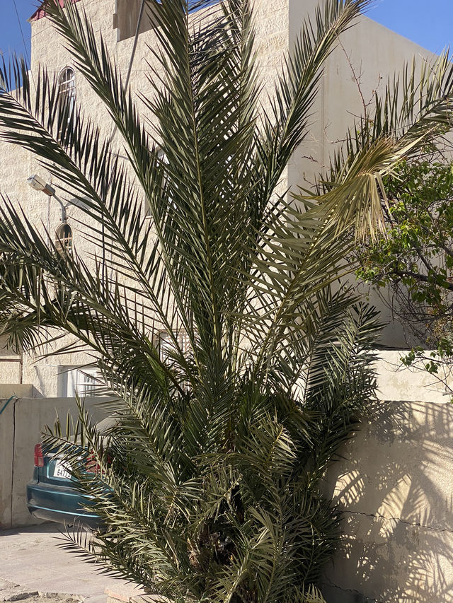 Tropical vibes right at my doorstep — home sweet (paradise) home