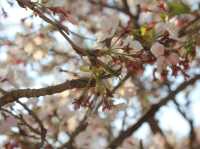 A Blossom Surprise: Cherry Flowers in Full Bloom at Blue Moon Valley