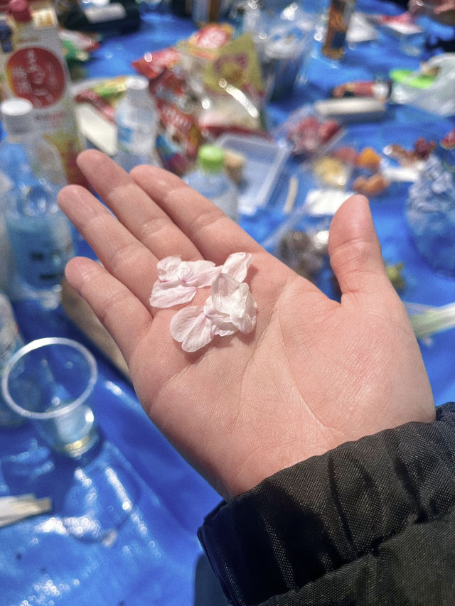 요요기공원 꽃놀이🌸🧺