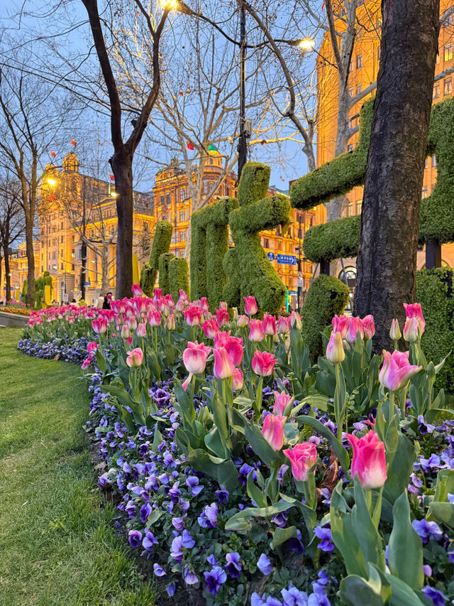 𝑺𝒉𝒂𝒏𝒈 𝑯𝒂𝒊 (上海) 🌷The Bund x ดอกทิวลิป
