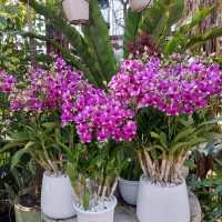 💐✨️The Flask Cafe by Air Orchids🍂🌸