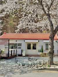 부산 봄 데이트는 여기서! (실시간 만개)