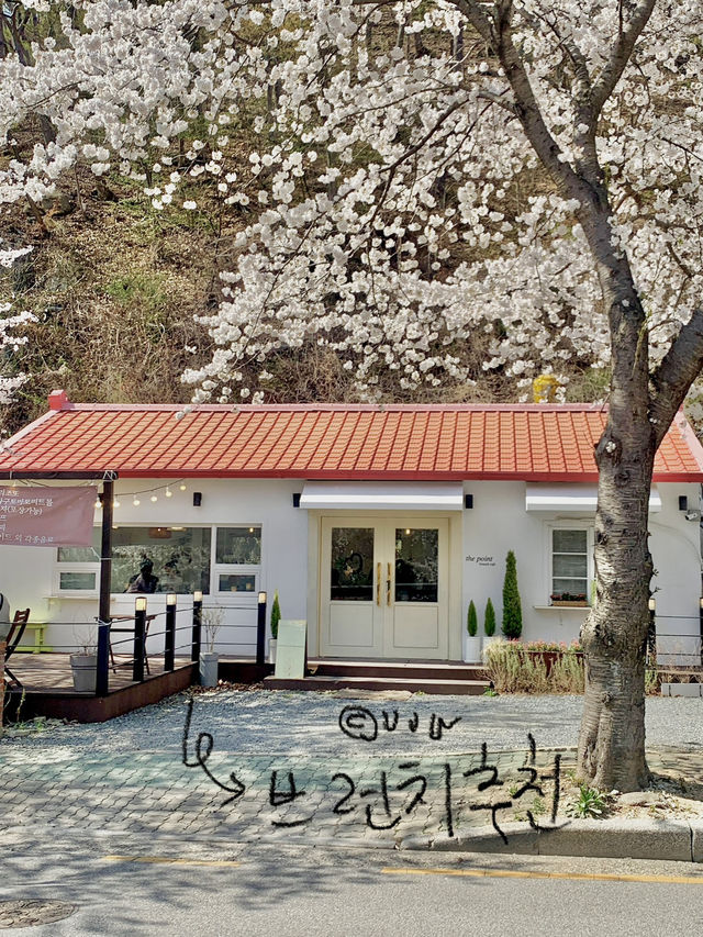 부산 봄 데이트는 여기서! (실시간 만개)