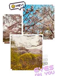 Walking into Spring: Yangjaecheon's Riverside Cherry Blossom Delight for All Ages 