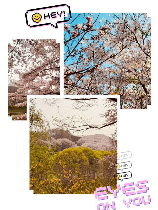 Walking into Spring: Yangjaecheon's Riverside Cherry Blossom Delight for All Ages 