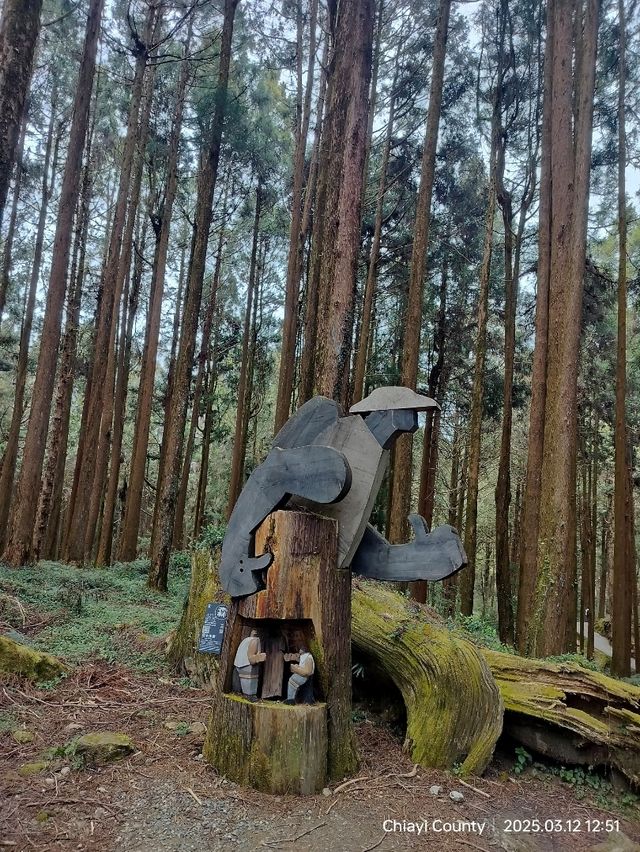 ไปดูดอกแมกโนเลียที่ Alishan 
