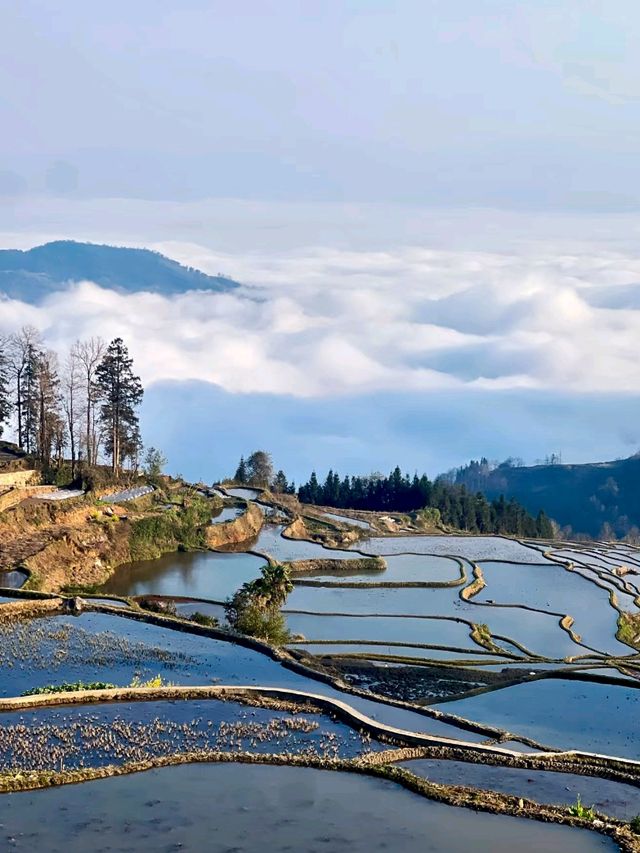 Yuanyang: Spring’s Shimmering Mosaic