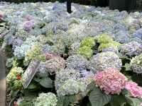  อัปเดตทิวลิปสุดสวยที่ Miracle of Natural