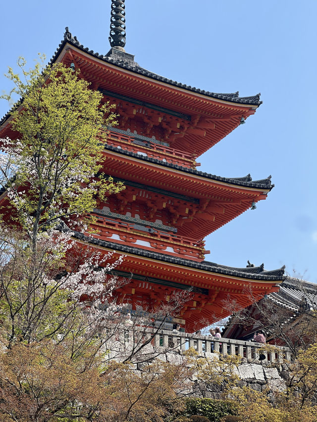 교토에서 딱 1곳만 가야한다면 그건바로 清水寺 (청수사/기요미즈데라)