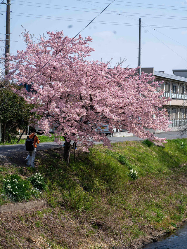 小江戸に咲き誇る桜。川越の春が美しすぎた🌸🏯