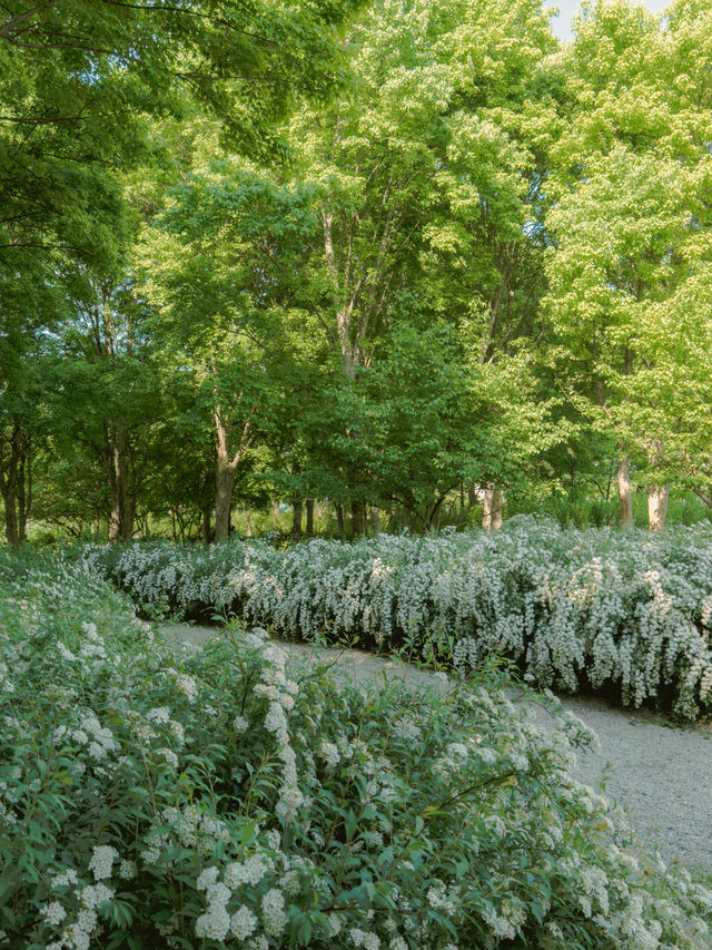 눈부시게 피어난 공조팝의 계절 🌼🌿