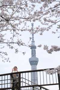 🌸✨ A Spring Day Among Cherry Blossoms at Sumida Park ✨🌸