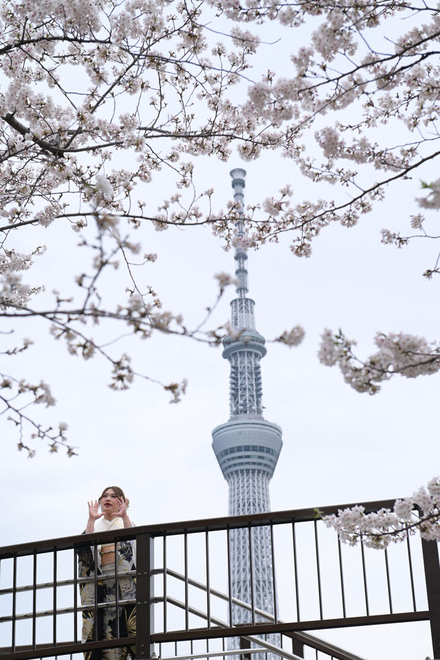 🌸✨ A Spring Day Among Cherry Blossoms at Sumida Park ✨🌸