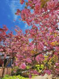 Blush Pink Paradise — Cherry Blossom Season on Nami Island