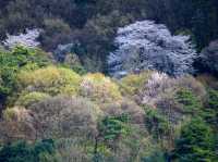 顕忠院のしだれ桜が見せる静かな春の美🌸