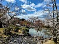 京都最古老的公園賞櫻---圓山公園，祇園枝垂櫻