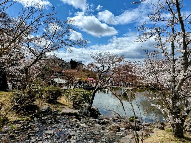 京都最古老的公園賞櫻---圓山公園，祇園枝垂櫻
