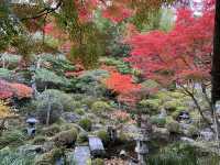 興禅寺の看雲庭と紅葉