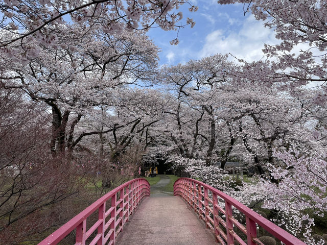 漫天櫻花 