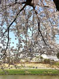 CHERRY BLOSSOMS IN FULL GLORY, THE MOST SWEETEST MOMENT