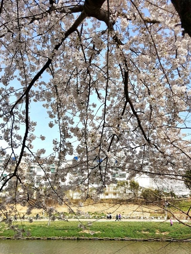 CHERRY BLOSSOMS IN FULL GLORY, THE MOST SWEETEST MOMENT