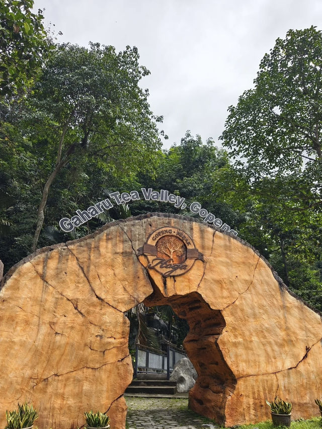 Gaharu Tea Valley Gopeng: A Serene Agarwood Sanctuary in Perak
