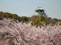 Cherry Blossom Dreams at Osaka Castle Park