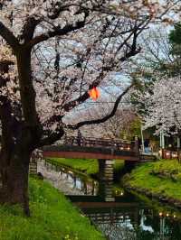 Kawano Himuro Shrine Cherry Blossoms– Saitama's Hidden "Ice Shrine" Sakura