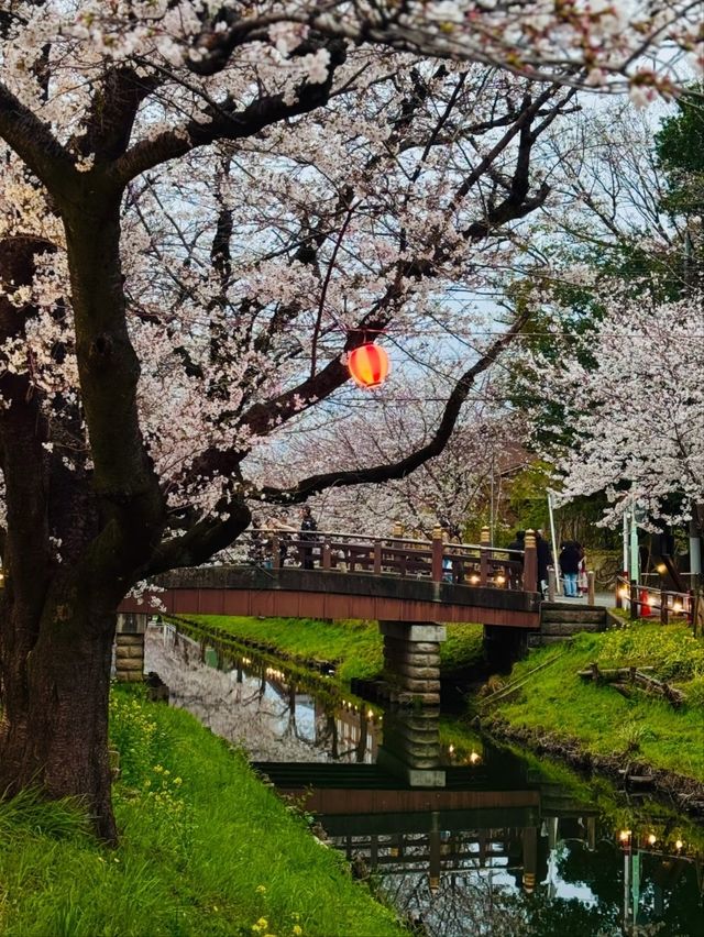 Kawano Himuro Shrine Cherry Blossoms– Saitama's Hidden "Ice Shrine" Sakura
