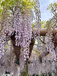 Wisteria in Full Bloom at Teishoji Temple