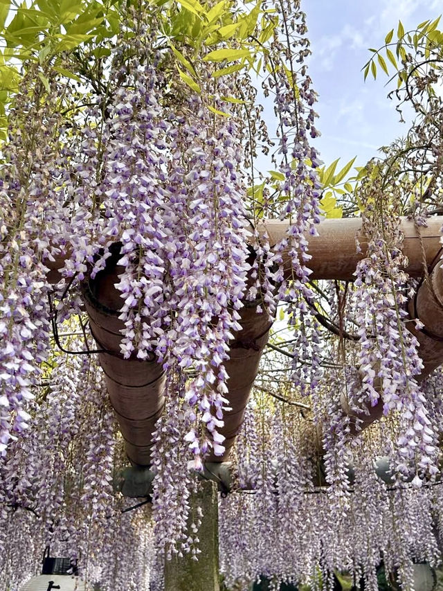 Wisteria in Full Bloom at Teishoji Temple