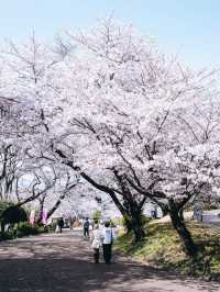 Cherry Blossoms in Full Bloom at Mount Fuji's Iwamoto Mountain Park - A Hidden Gem! 🌸🏞️