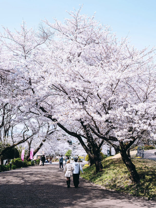 Cherry Blossoms in Full Bloom at Mount Fuji's Iwamoto Mountain Park - A Hidden Gem! 🌸🏞️