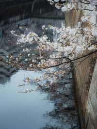 Exchanging Spring | The Quiet Charm of Kanda River