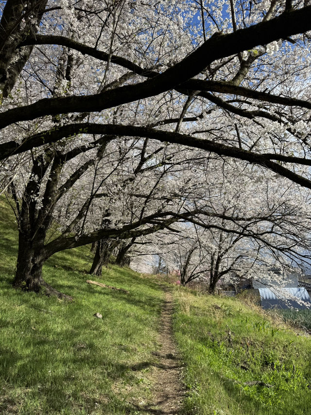 Pure cherry blossom bliss 🌸