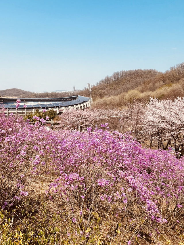 Jindallae Dongsan: A Purple Azalea Wonderland