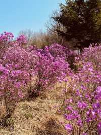 Jindallae Dongsan: A Purple Azalea Wonderland