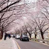 ❤️ 韓國。首爾｜道林川站 도림천역。賞櫻❤️