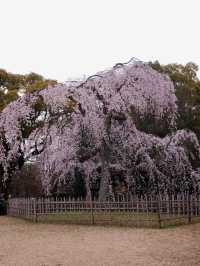 🌸 [Kansai] Kyoto Gyoen's Weeping Cherry Blossoms Are in Full Bloom!