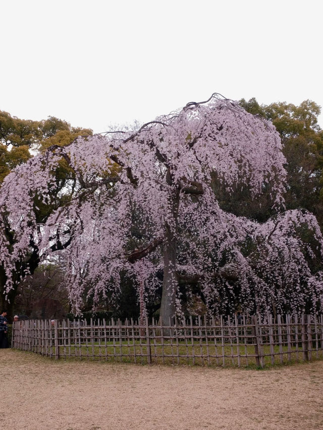 🌸 [Kansai] Kyoto Gyoen's Weeping Cherry Blossoms Are in Full Bloom!