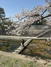 2025夙川公園：兵庫縣最美河濱櫻花道