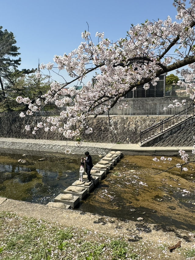 2025夙川公園：兵庫縣最美河濱櫻花道