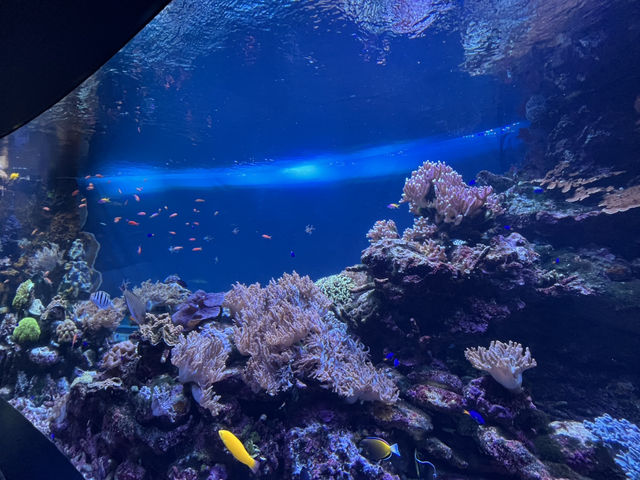 空飛ぶアシカ！？サンシャイン水族館@池袋🦭