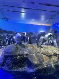 Fascinating Experience at Underwater World Langkawi