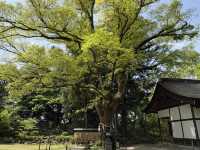 武田神社の能舞台で感じる歴史と伝統の美